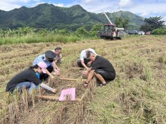 农机机械穿越于金黄稻田